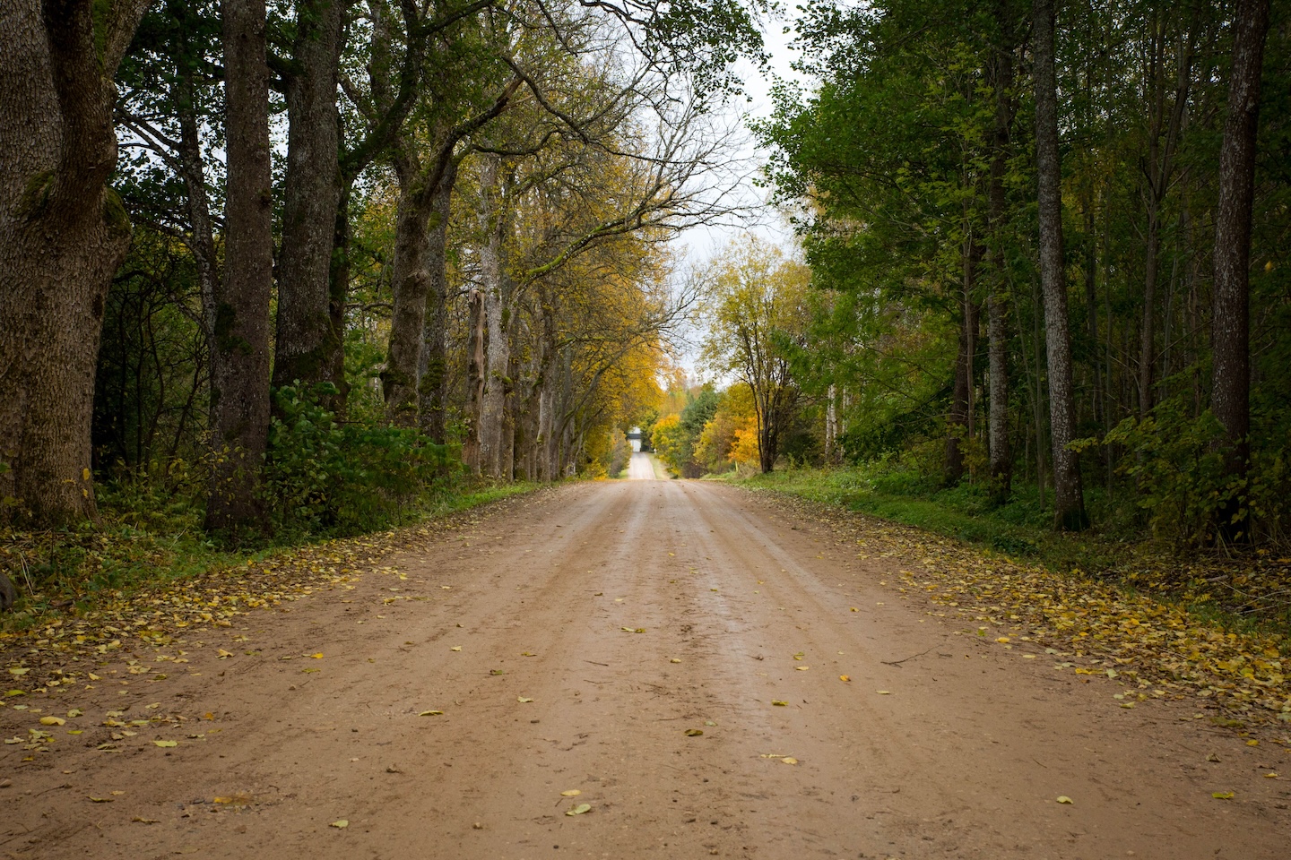 Taagepera matkarada (5,4 km)
