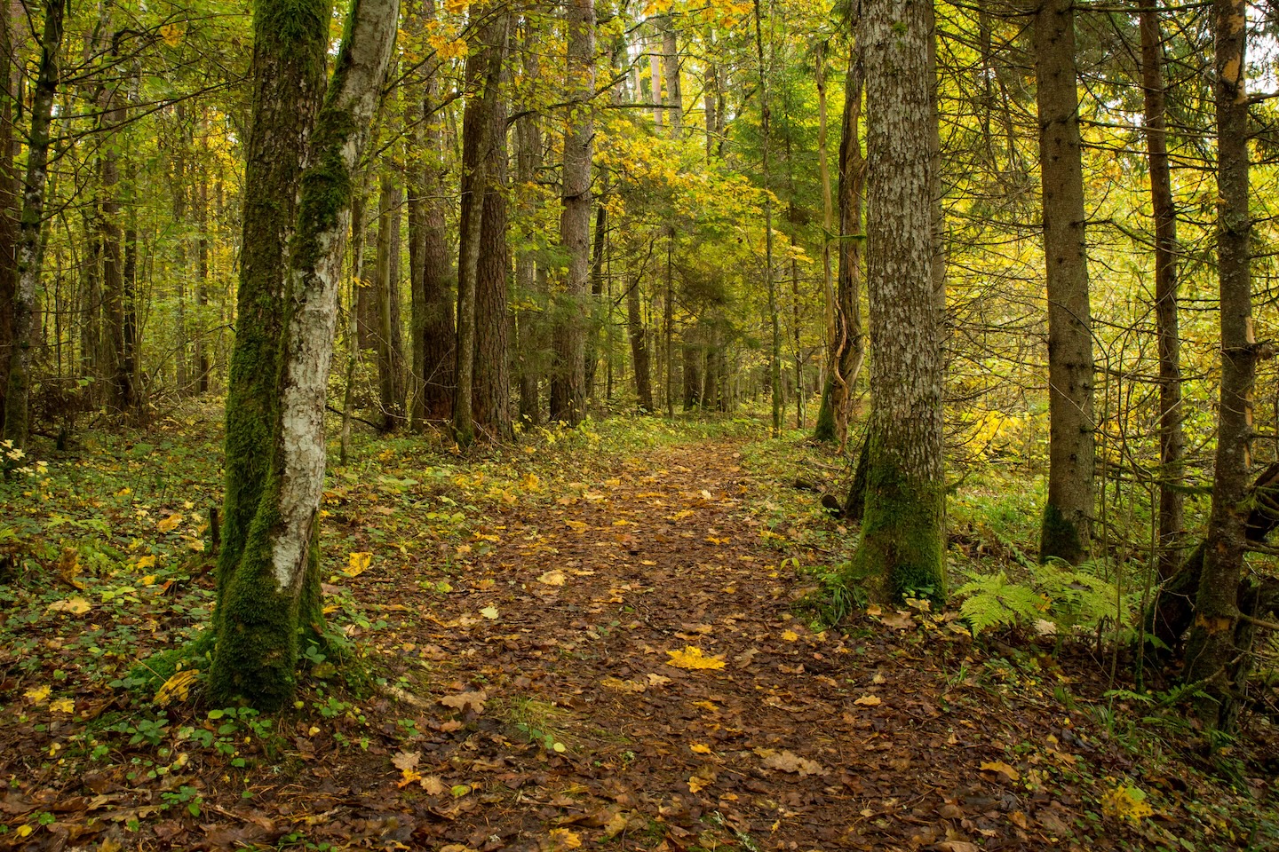 Taagepera matkarada (5,4 km)