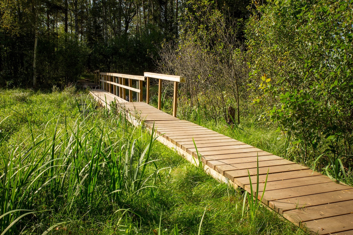 Tammeluha matkarada (3 km)