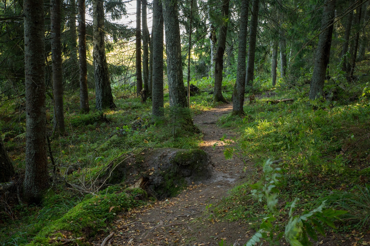 Tammeluha matkarada (3 km)