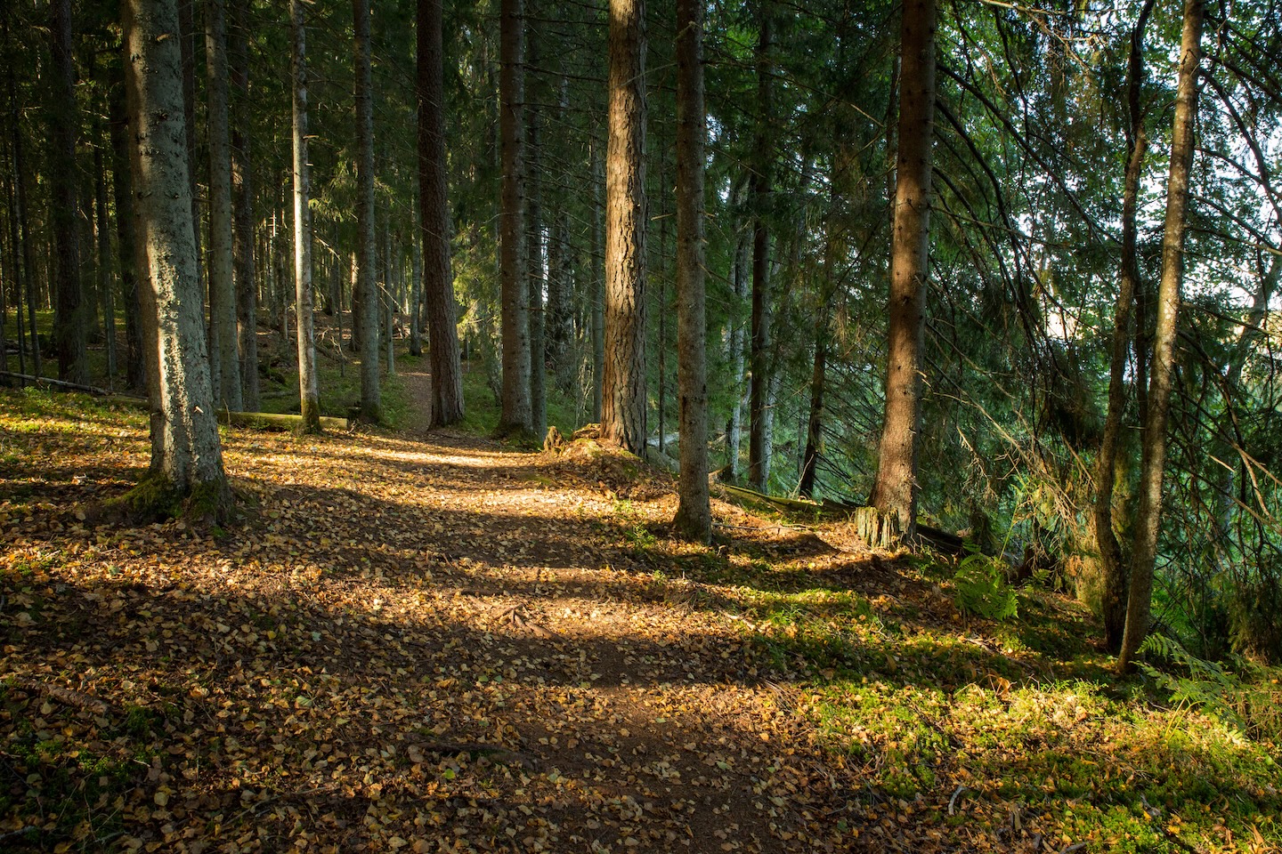 Tammeluha matkarada (3 km)