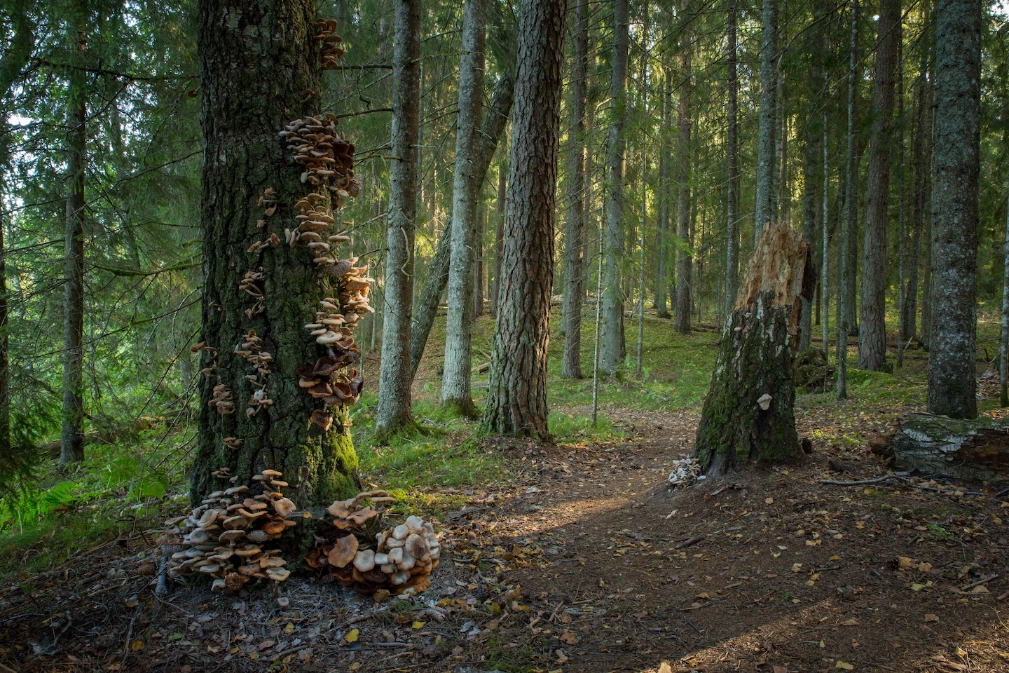 Tammeluha matkarada (3 km)