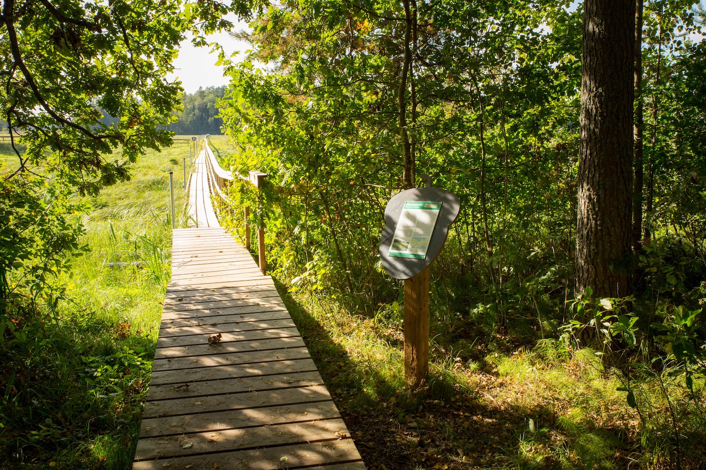 Tammeluha matkarada (3 km)