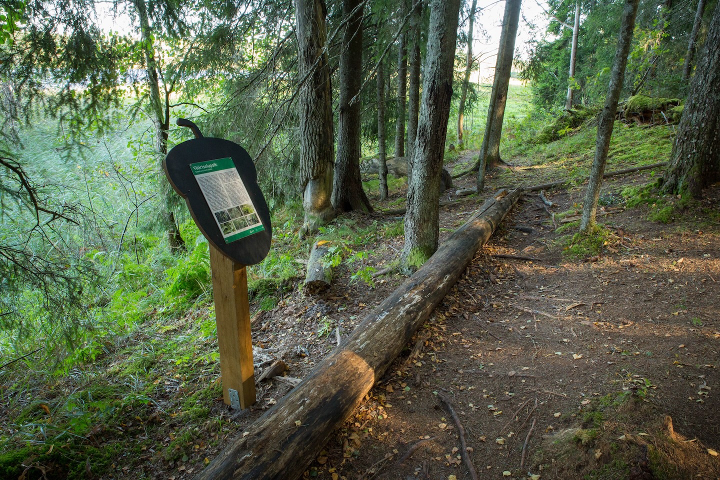 Tammeluha matkarada (3 km)