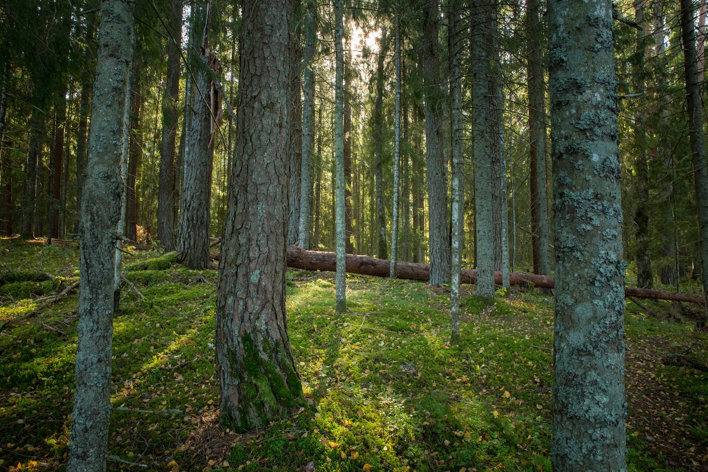 Tammeluha matkarada (3 km)