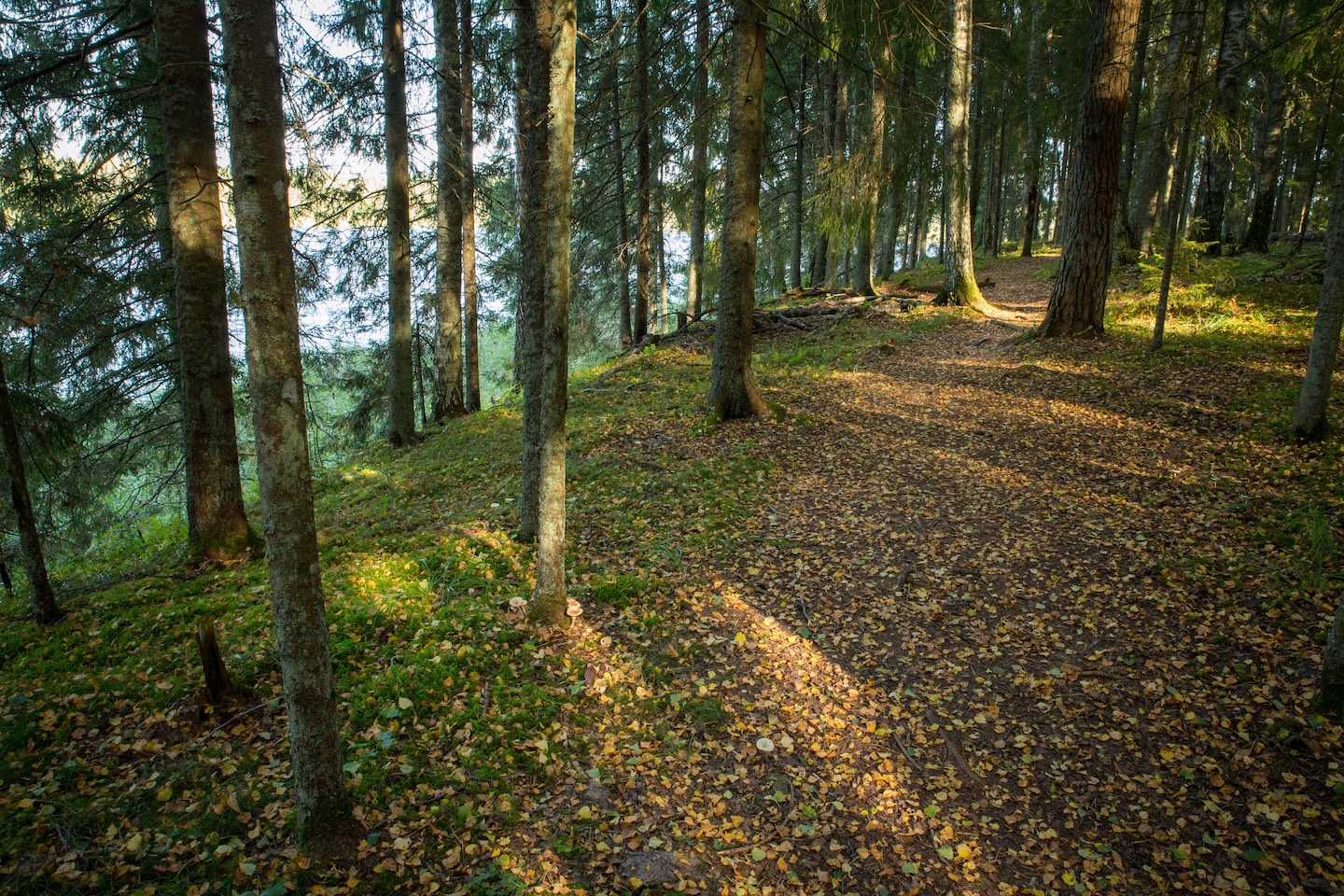 Tammeluha matkarada (3 km)