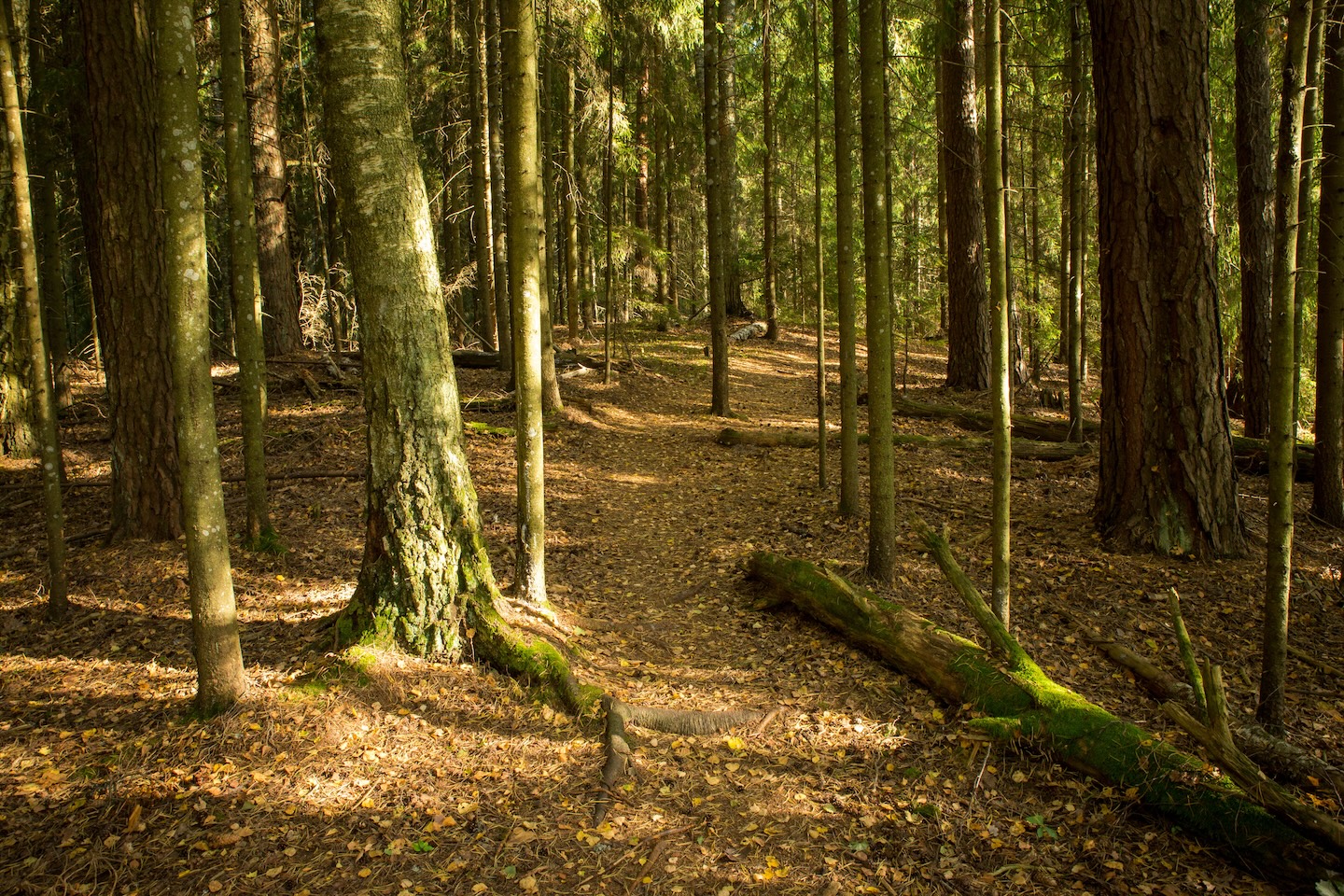 Tammeluha matkarada (3 km)