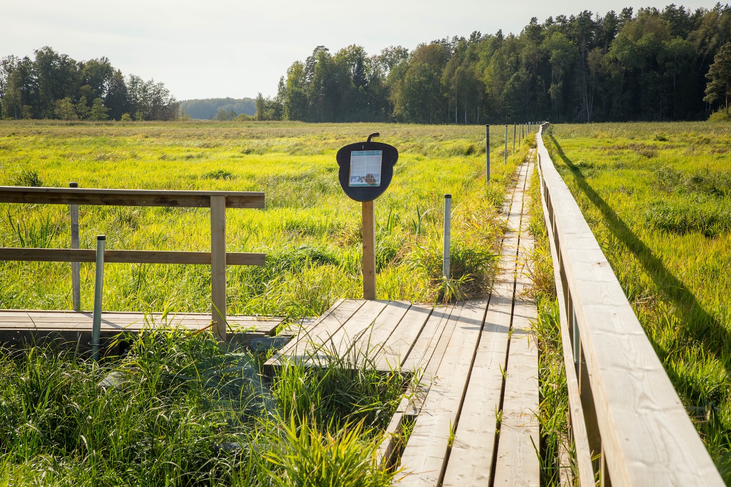 Tammeluha matkarada (3 km)