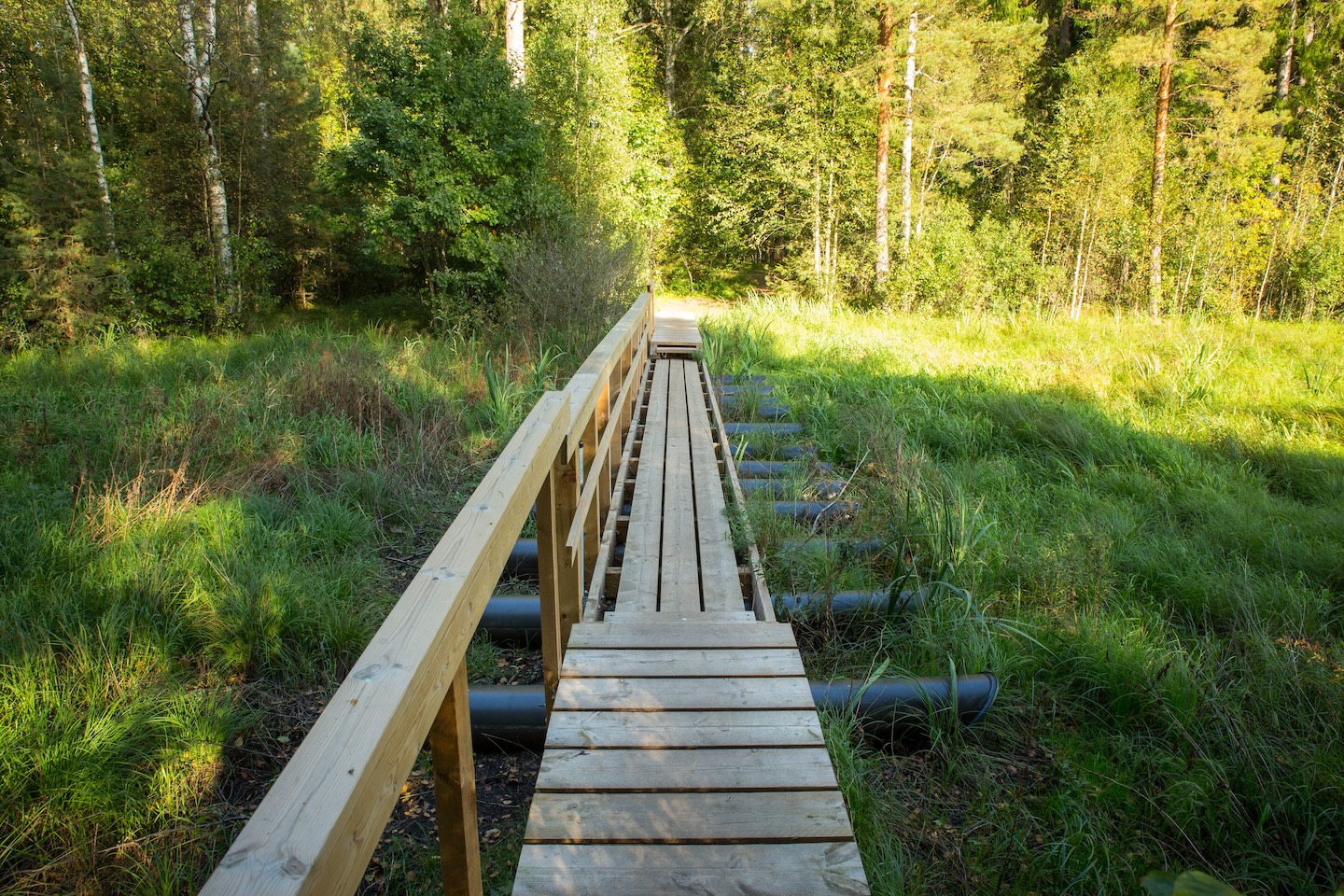 Tammeluha matkarada (3 km)