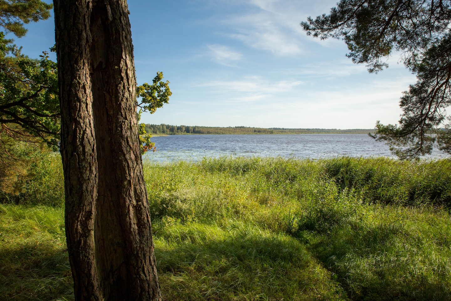 Tammeluha matkarada (3 km)