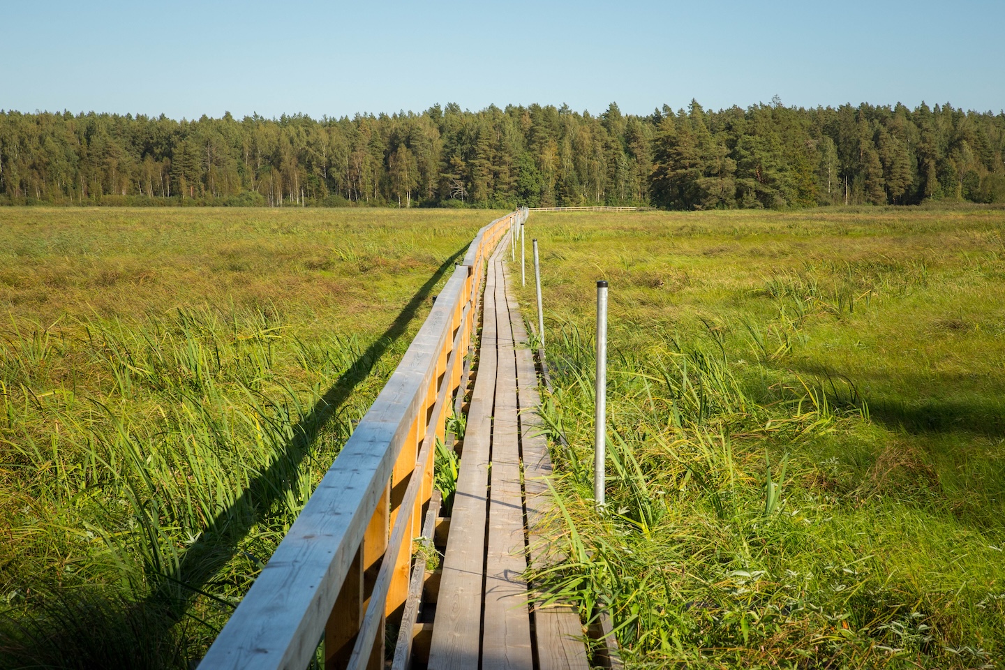 Tammeluha matkarada (3 km)
