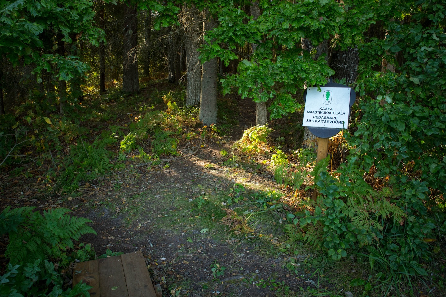 Tammeluha matkarada (3 km)