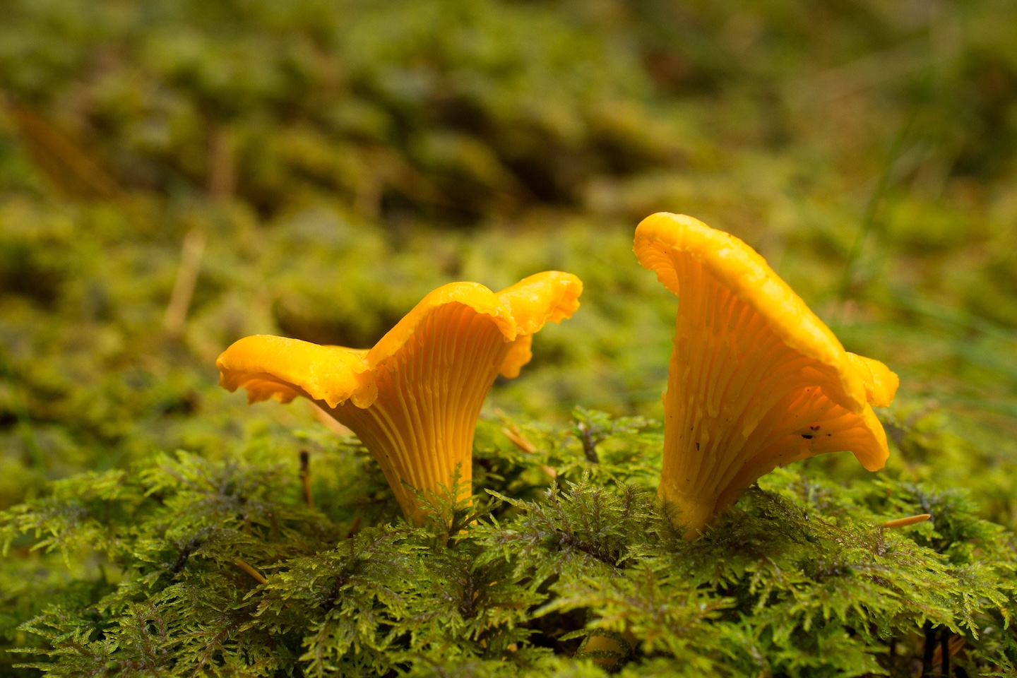 Tammeluha lõkkekoht