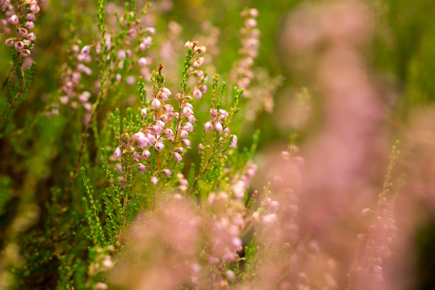 Tammeluha lõkkekoht