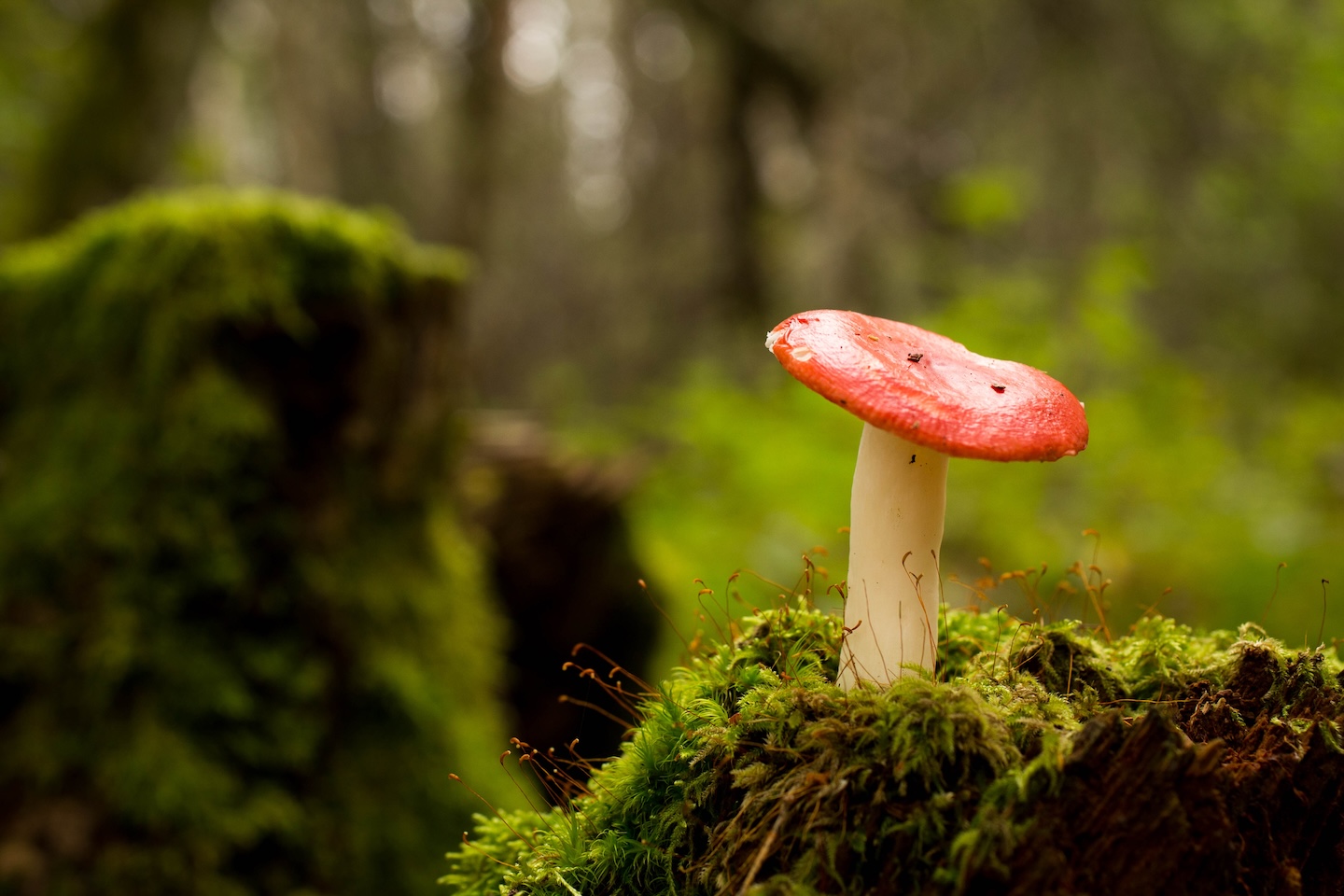 Tammeluha lõkkekoht