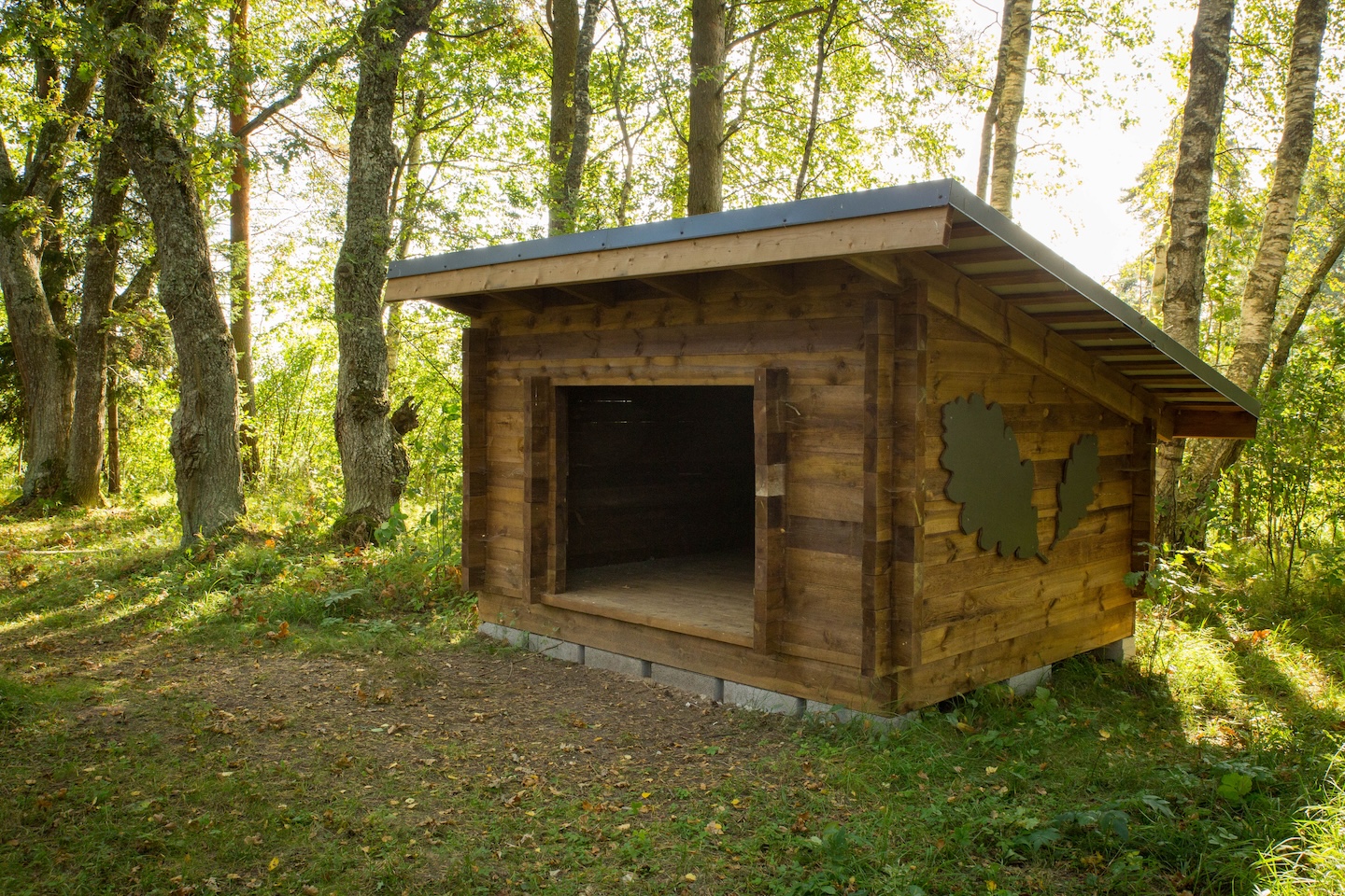 Tammeluha lõkkekoht