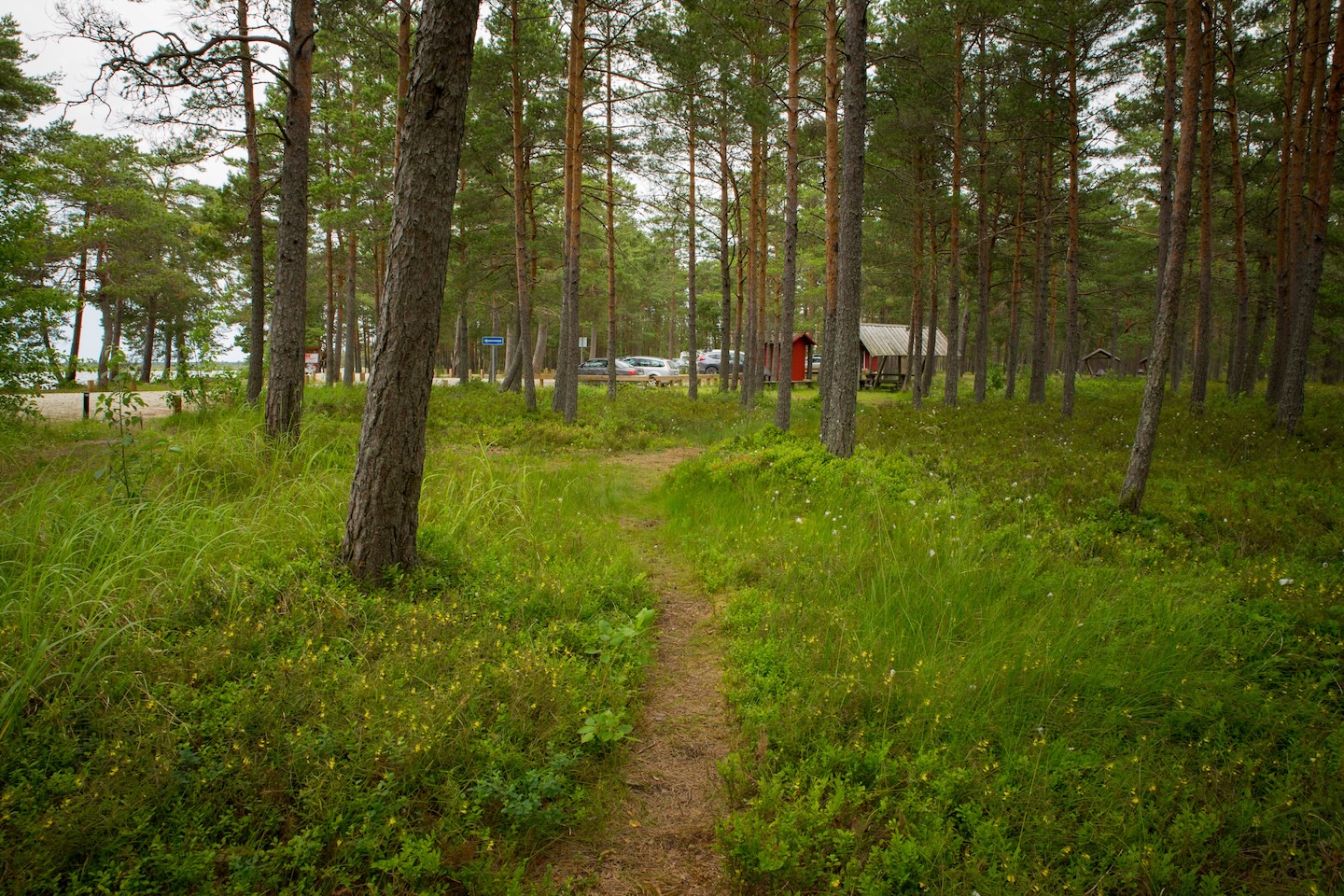 Tänavjärve lõkkekoht