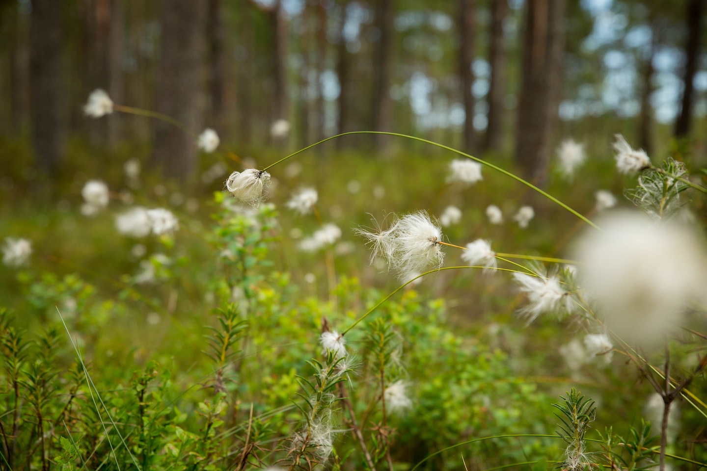 Tänavjärve lõkkekoht