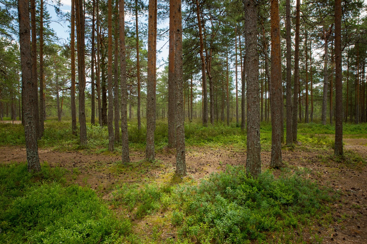 Tänavjärve lõkkekoht