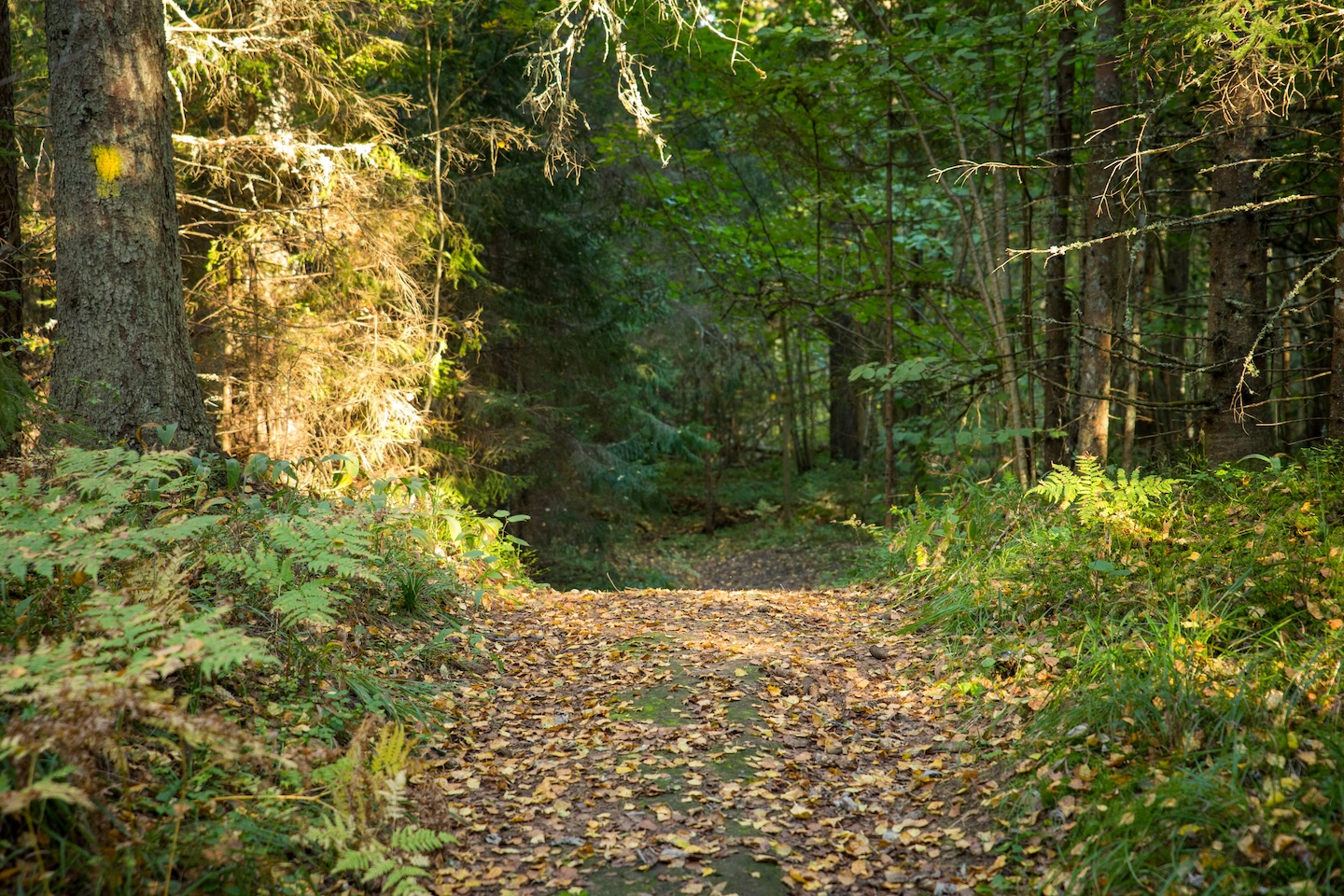 Uuejärve loodusrada (6 km)