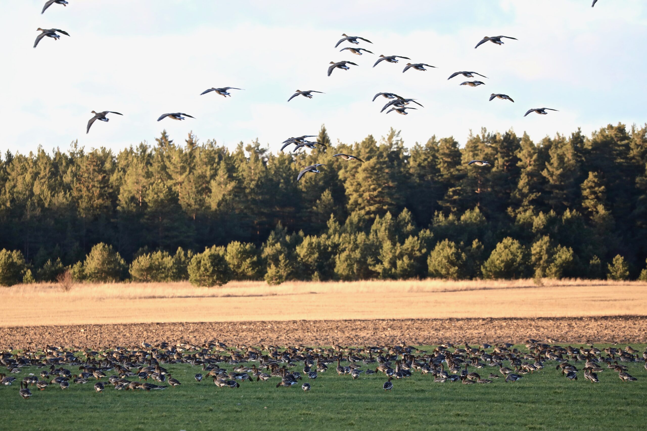 Rabahaned ja suur-laukhaned Rabahaned ja suur-laukhaned
