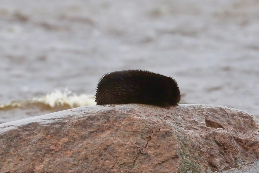 Saarmas kivil magamas