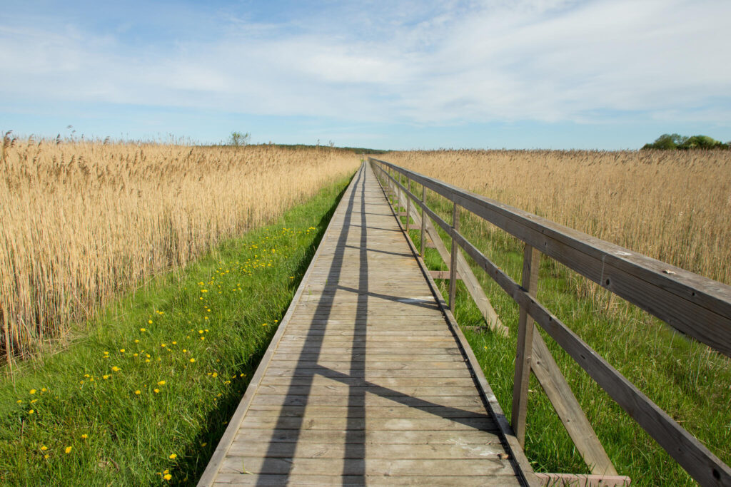 Hiiumaa hiking trail boardwalk