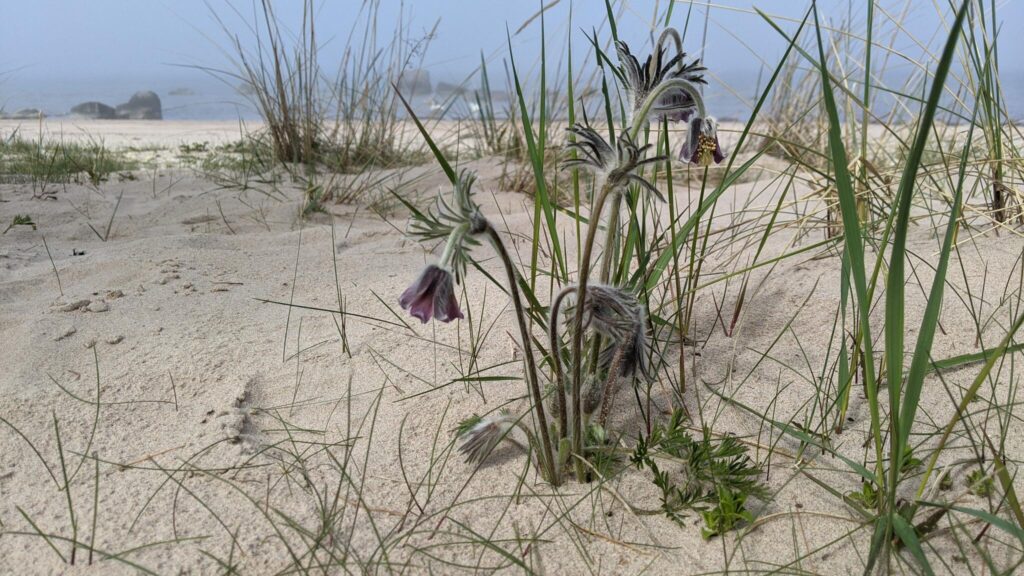 Flowers on a sandy beach