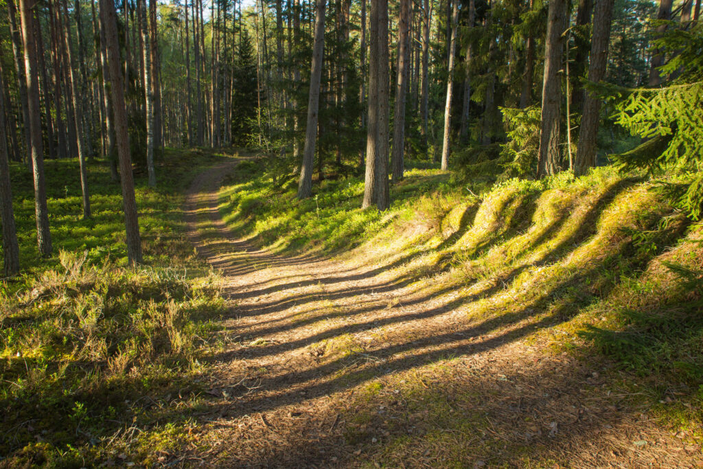 Hiiumaa hiking trail between forest