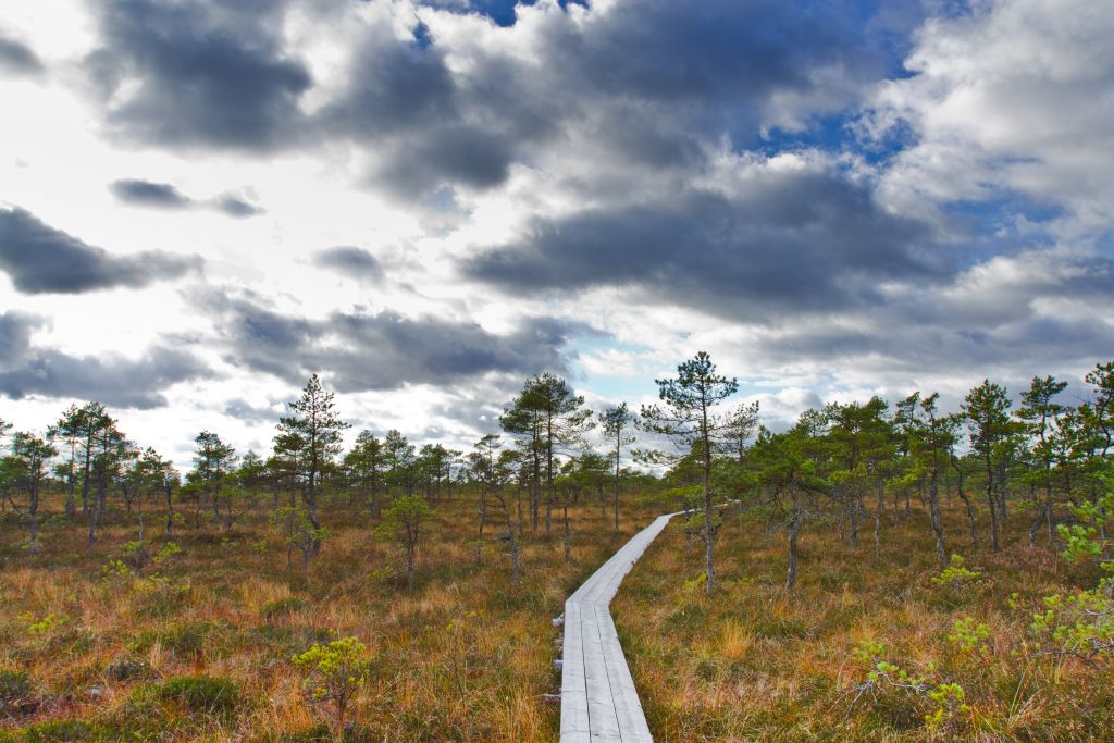 Hüpassaare bog boardwalk