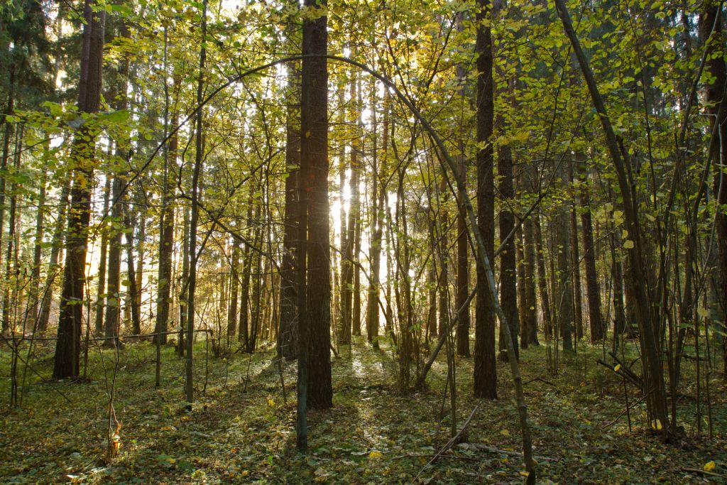 Laiksaare forest