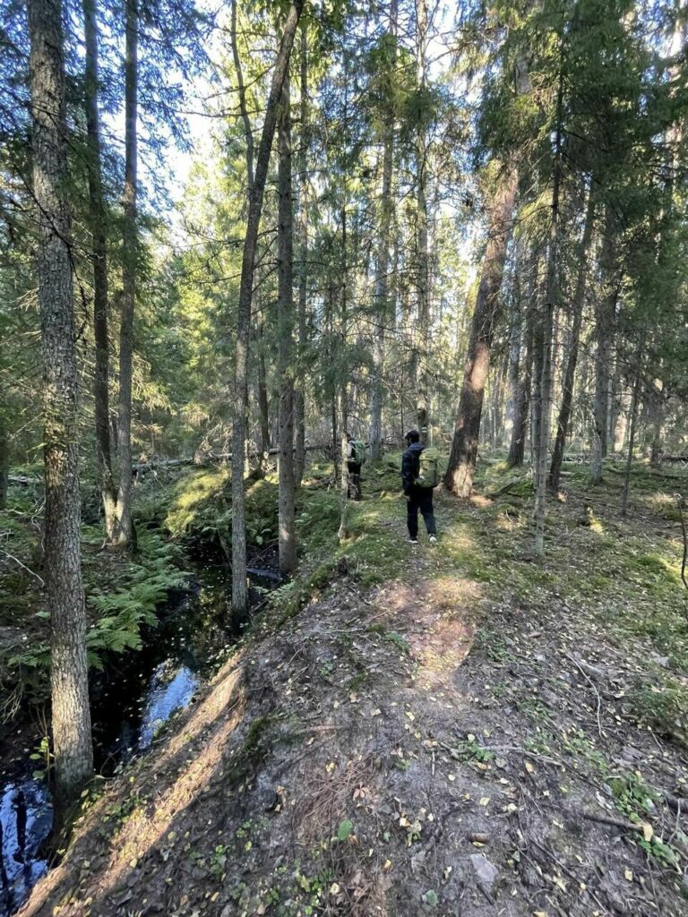 Hikers in Hiiumaa forest