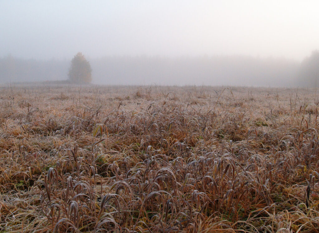 Foggy early morning