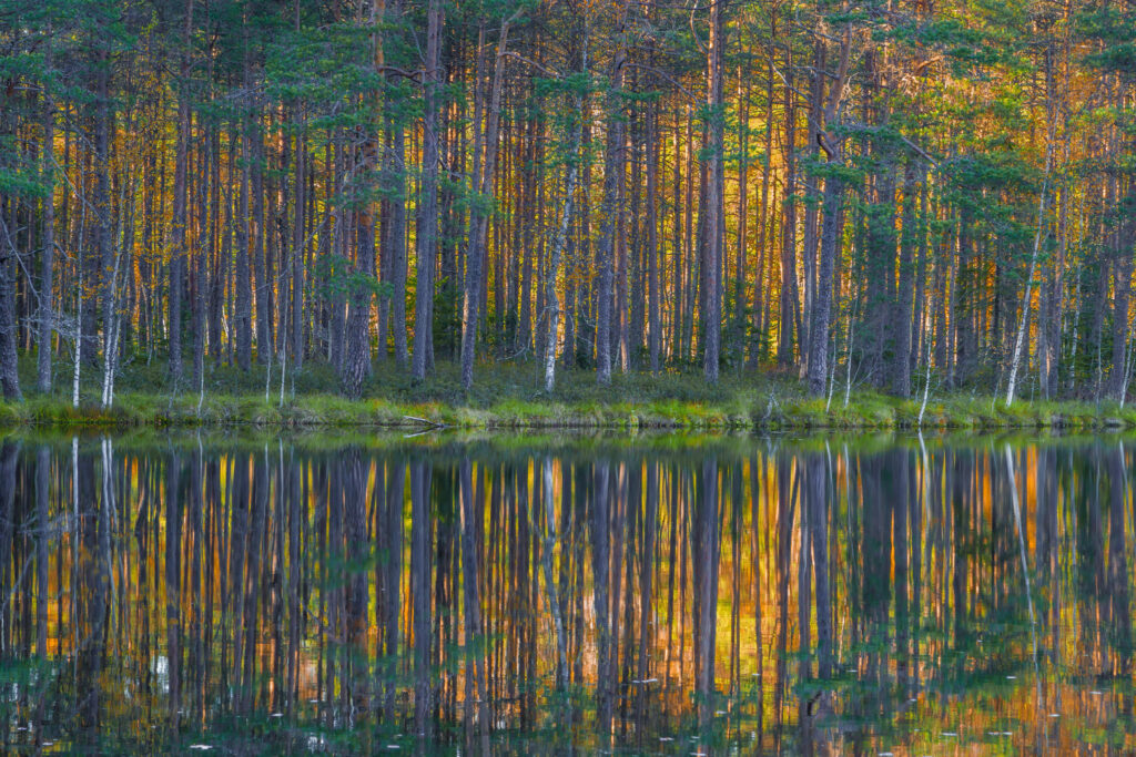 The reflection of the trees on the lake