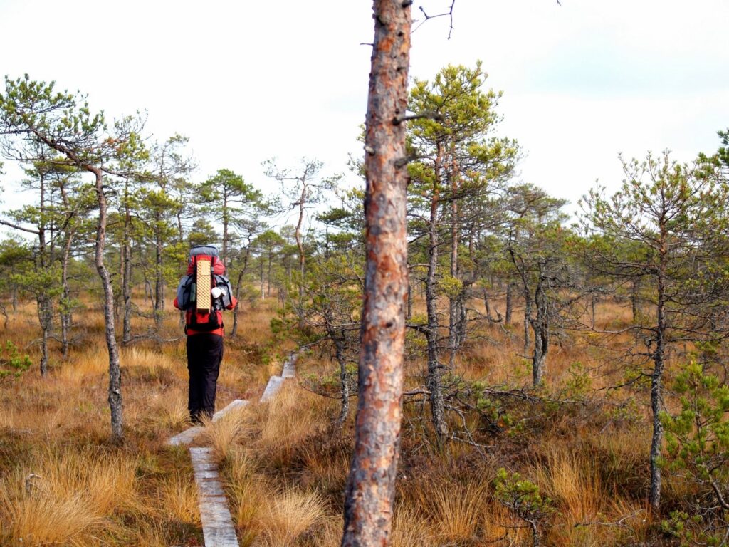 Hiker in the Seli bog