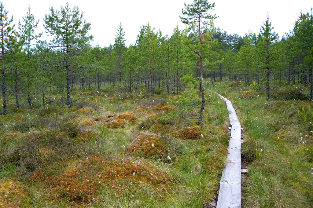 Seljamäe hiking route with the boardwalk