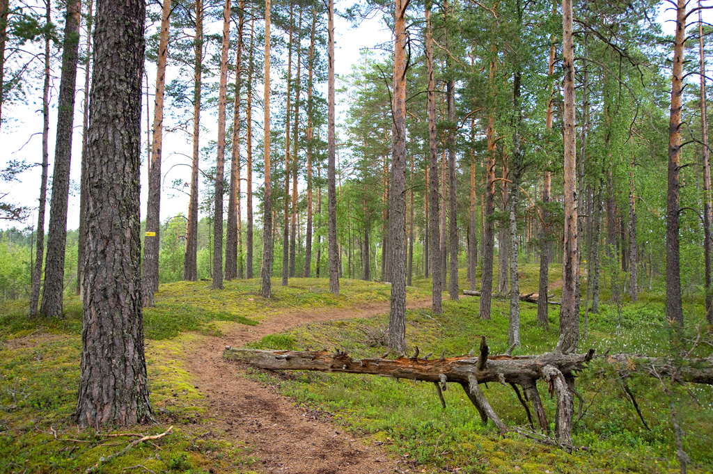 Seljamäe matkarada