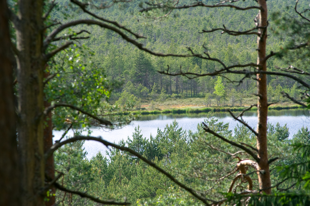 Uljaste järv kõrgemalt läbi puude