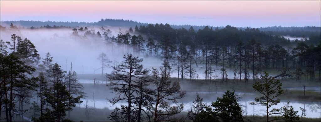 Foggy Viru bog