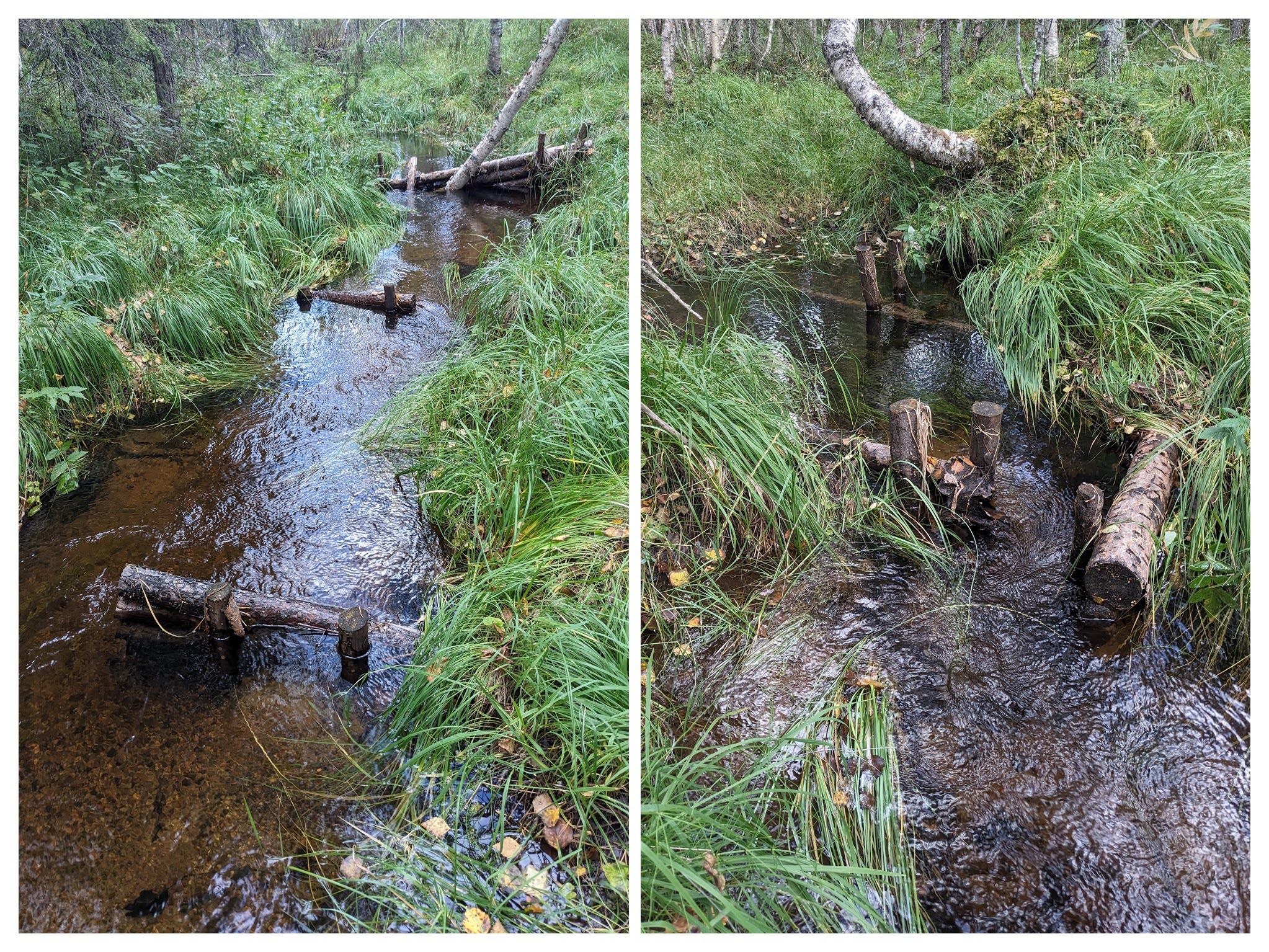 Pisikesse Rootsi ebapärlikarbi ojja on ehitatud tihedalt puidust voolusuunajaid.