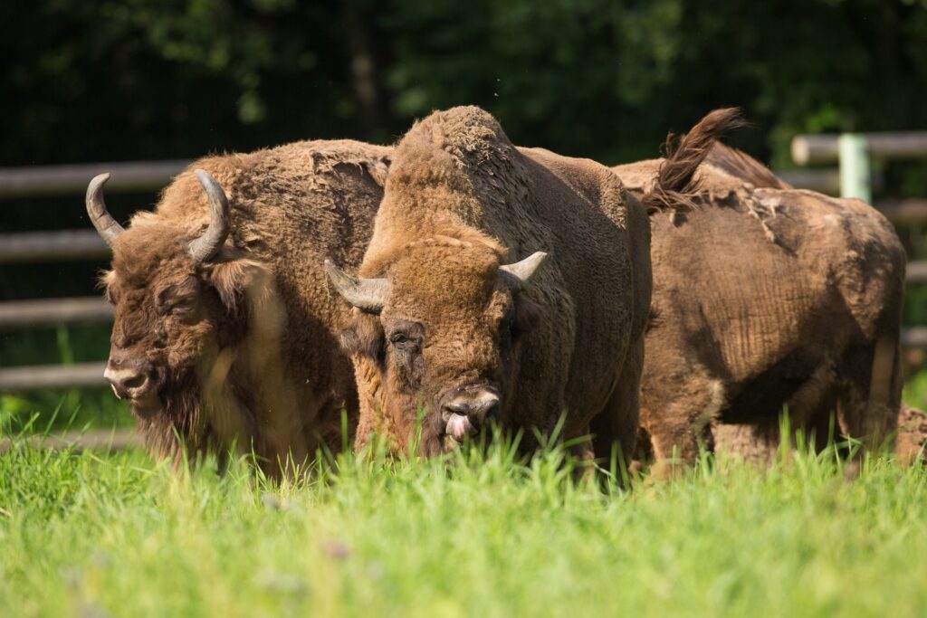 European bisons in Elistvere