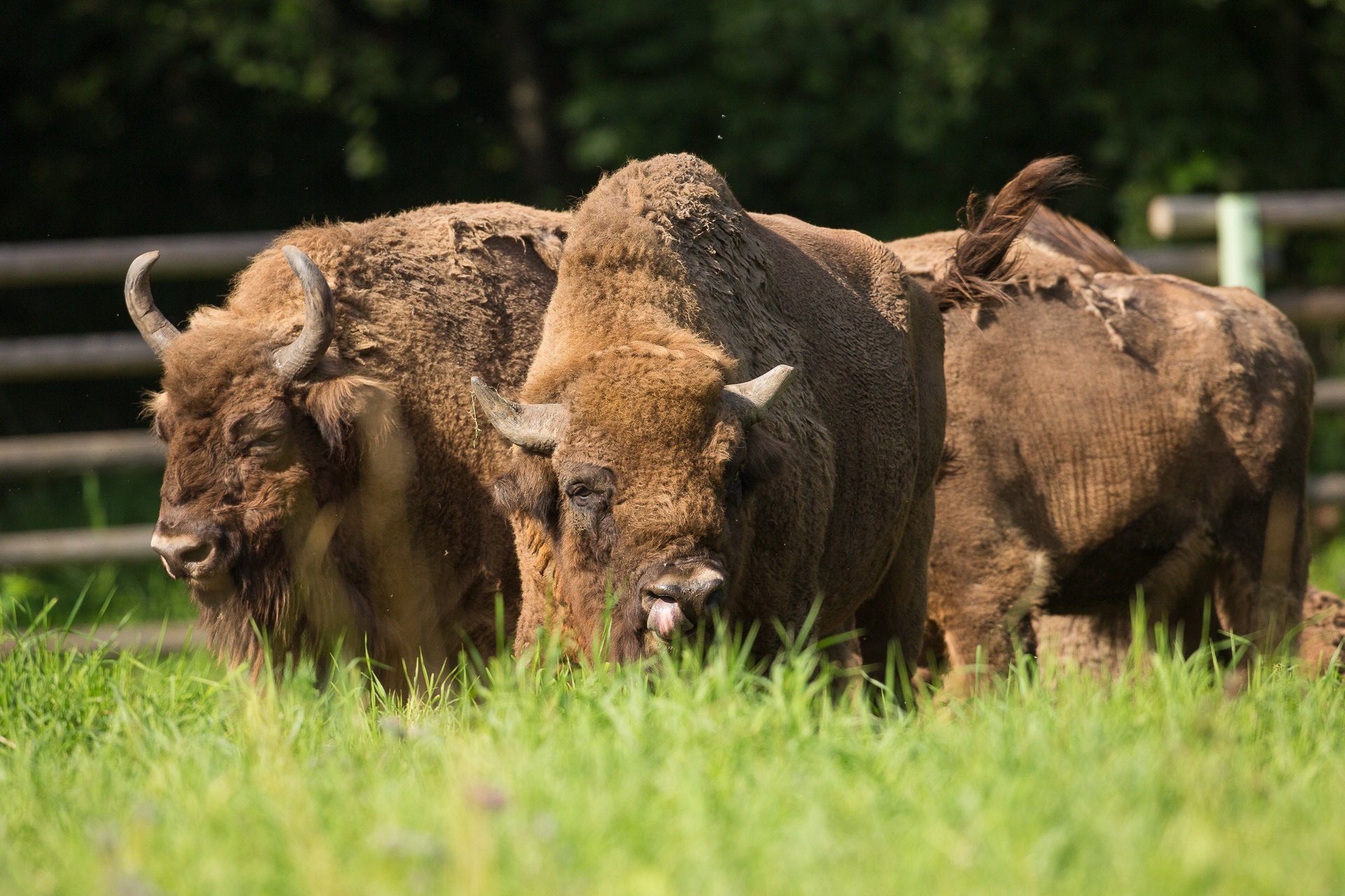 Euroopa piisonid Elistveres