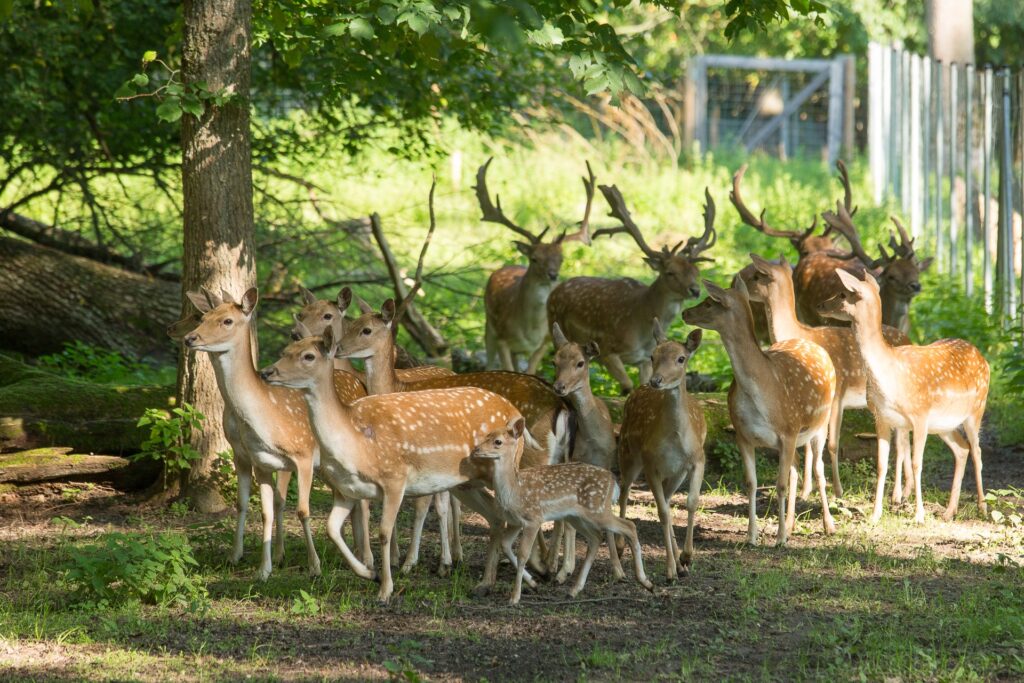 Fallow deer