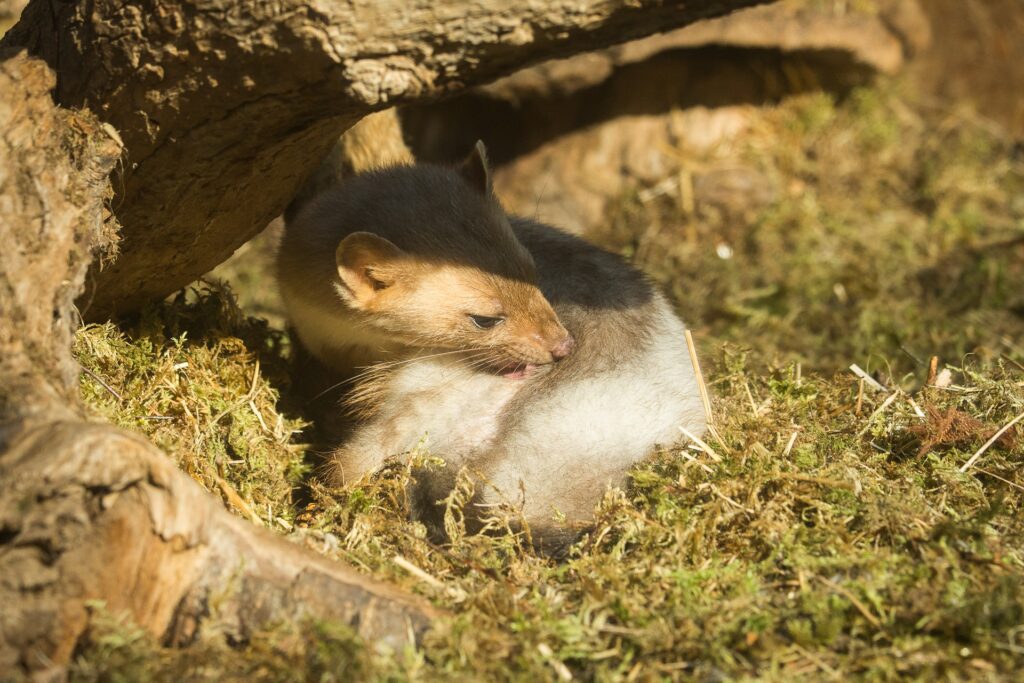 Beech marten