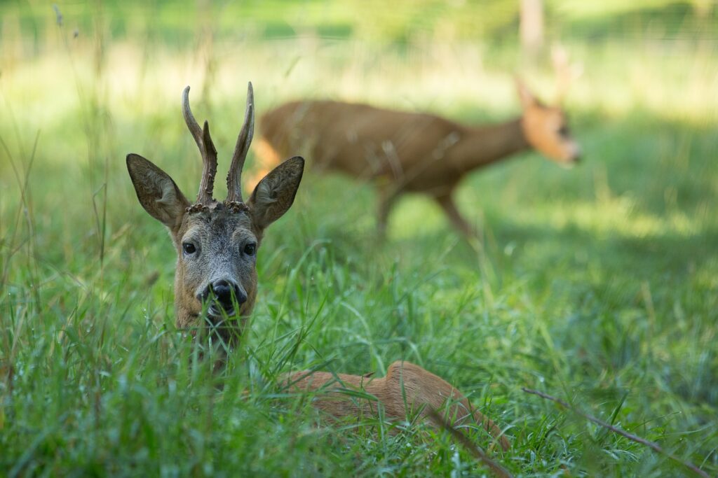 Deer in Elistvere