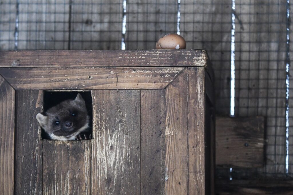 Pine marten