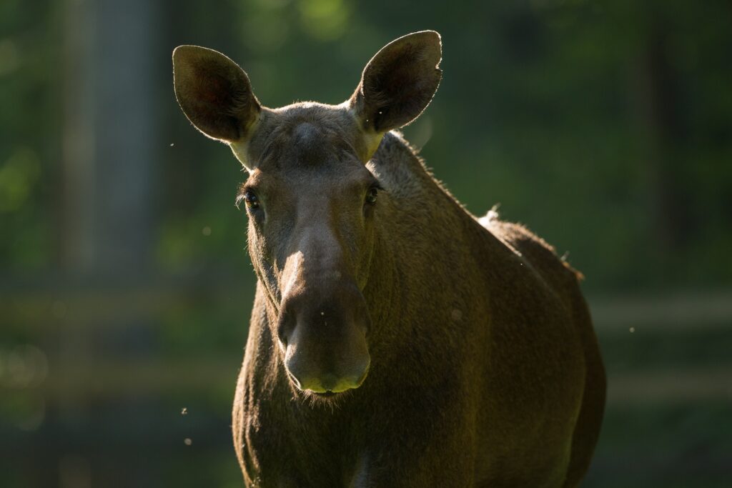 Elk