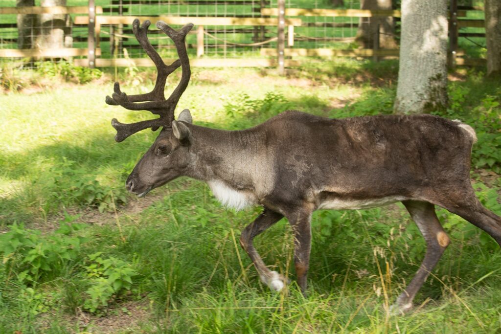 Reindeer