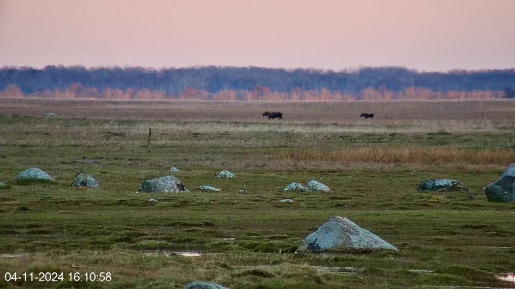 Põder vasikaga