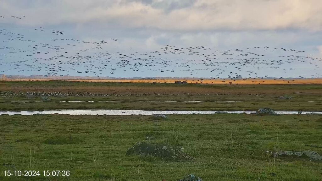 Valgepõsk-lagled lennus